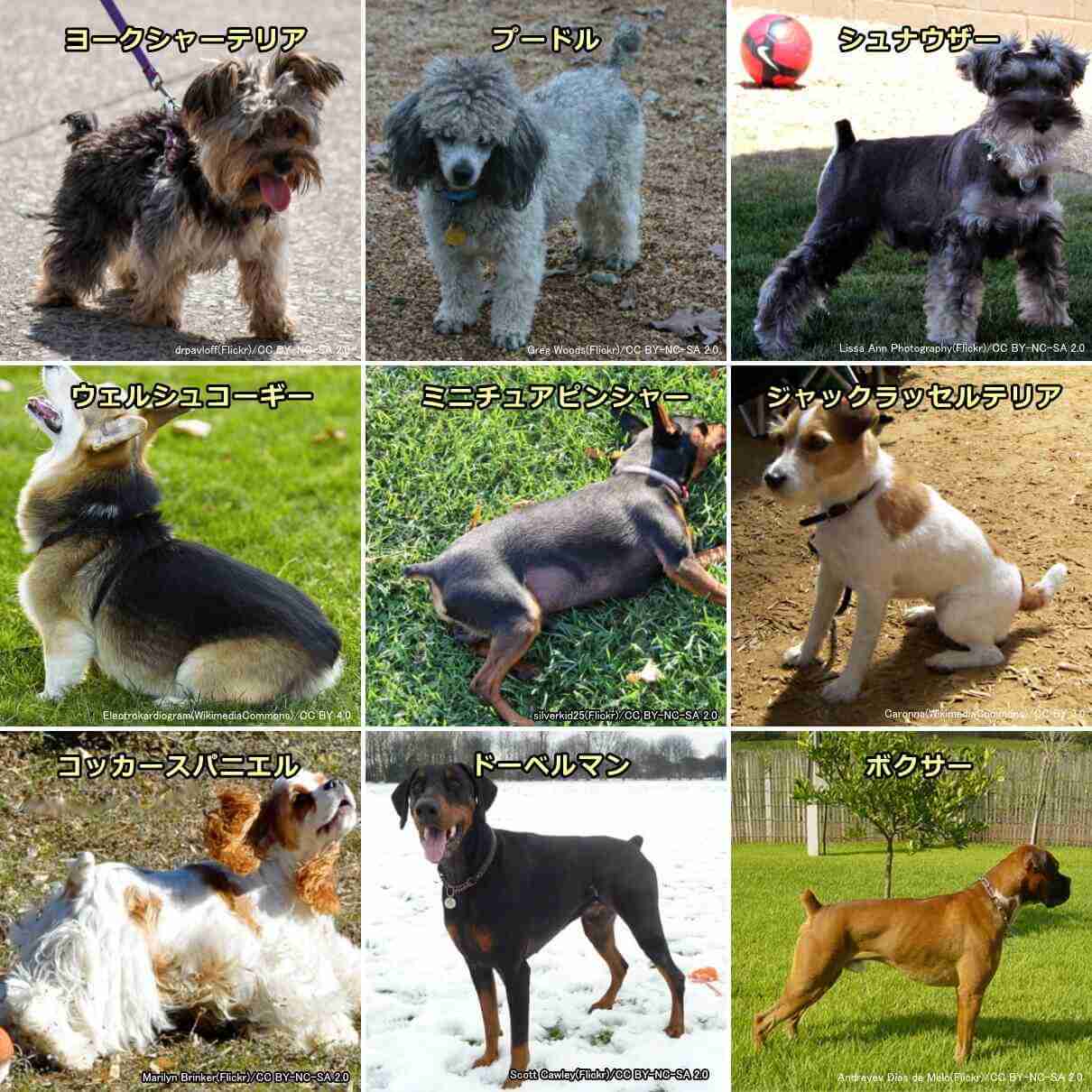 動物病院で「コーギーだよね？足長くない？」と言われたワンコ　獣医師も驚く美脚に「コーギー界の冨永愛さん」「普通の倍ありそう」