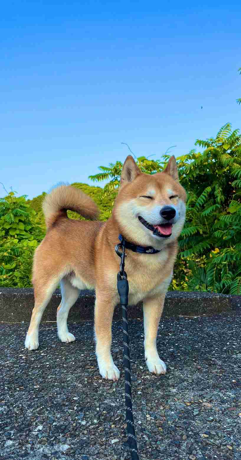 動物病院で「コーギーだよね？足長くない？」と言われたワンコ　獣医師も驚く美脚に「コーギー界の冨永愛さん」「普通の倍ありそう」