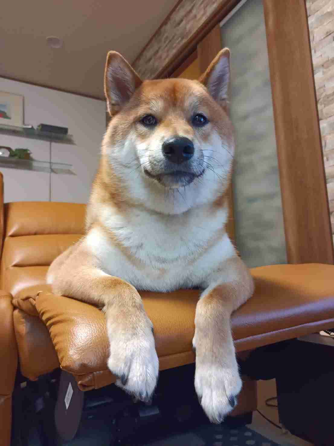 好きな犬種