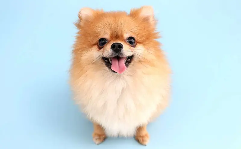 好きな犬種