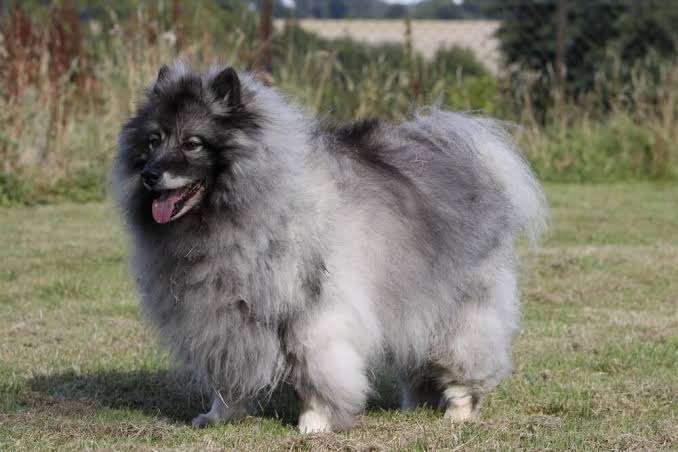 好きな犬種