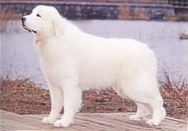 好きな犬種