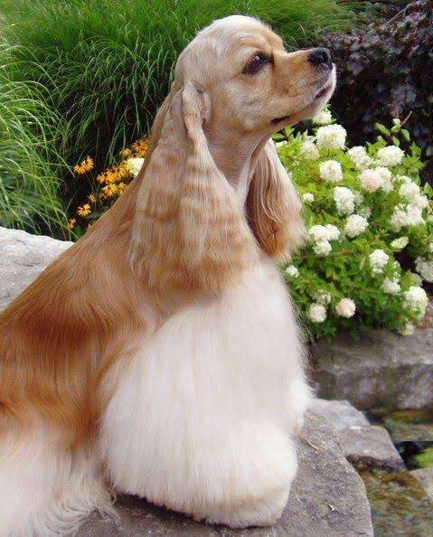 好きな犬種