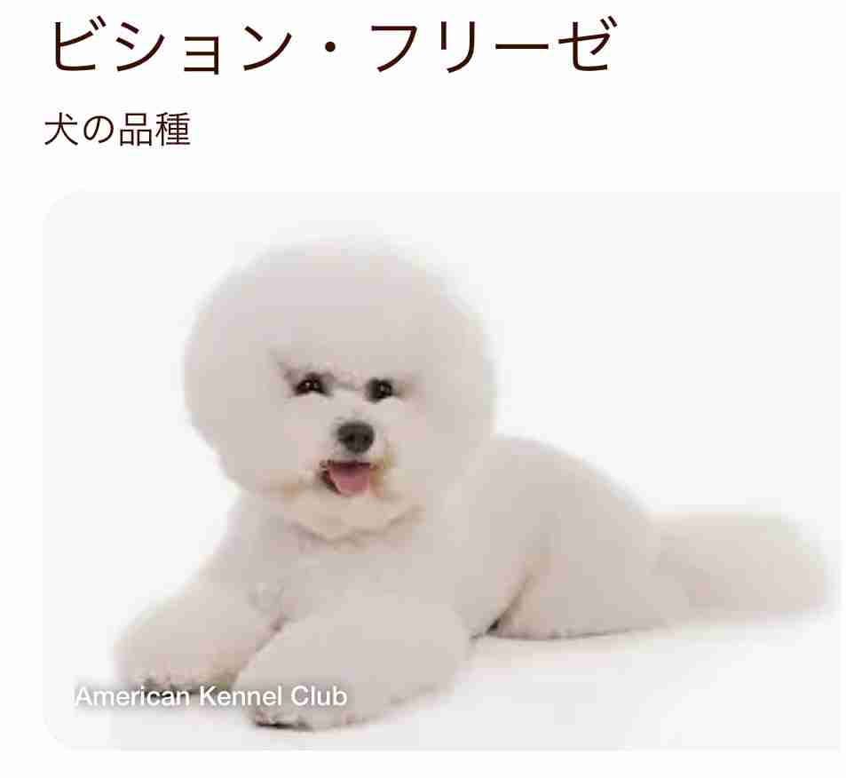 好きな犬種