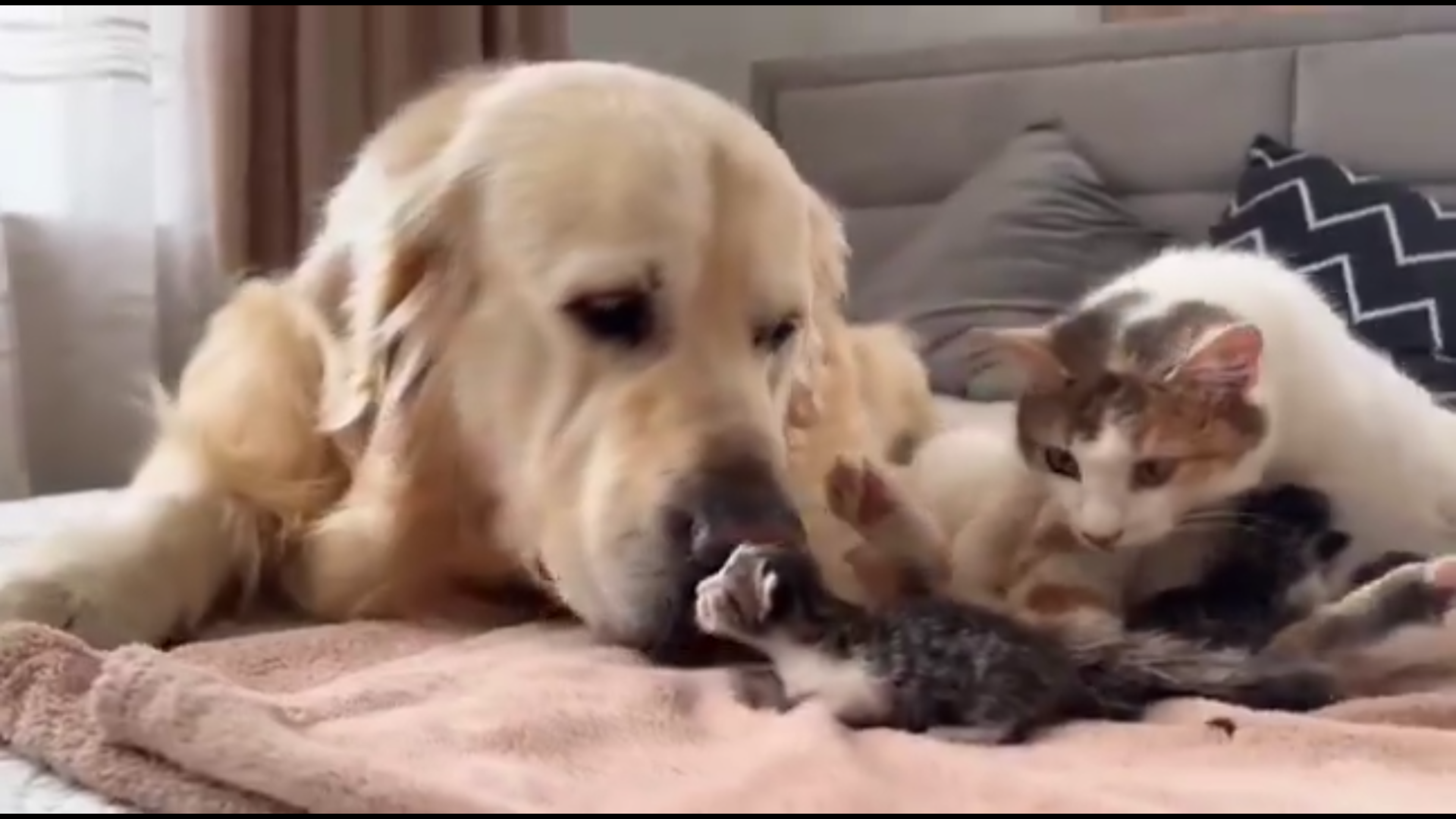 好きな犬種