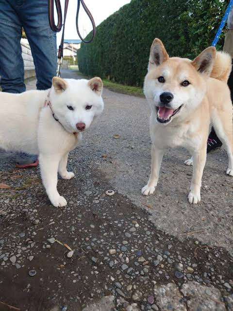 好きな犬種