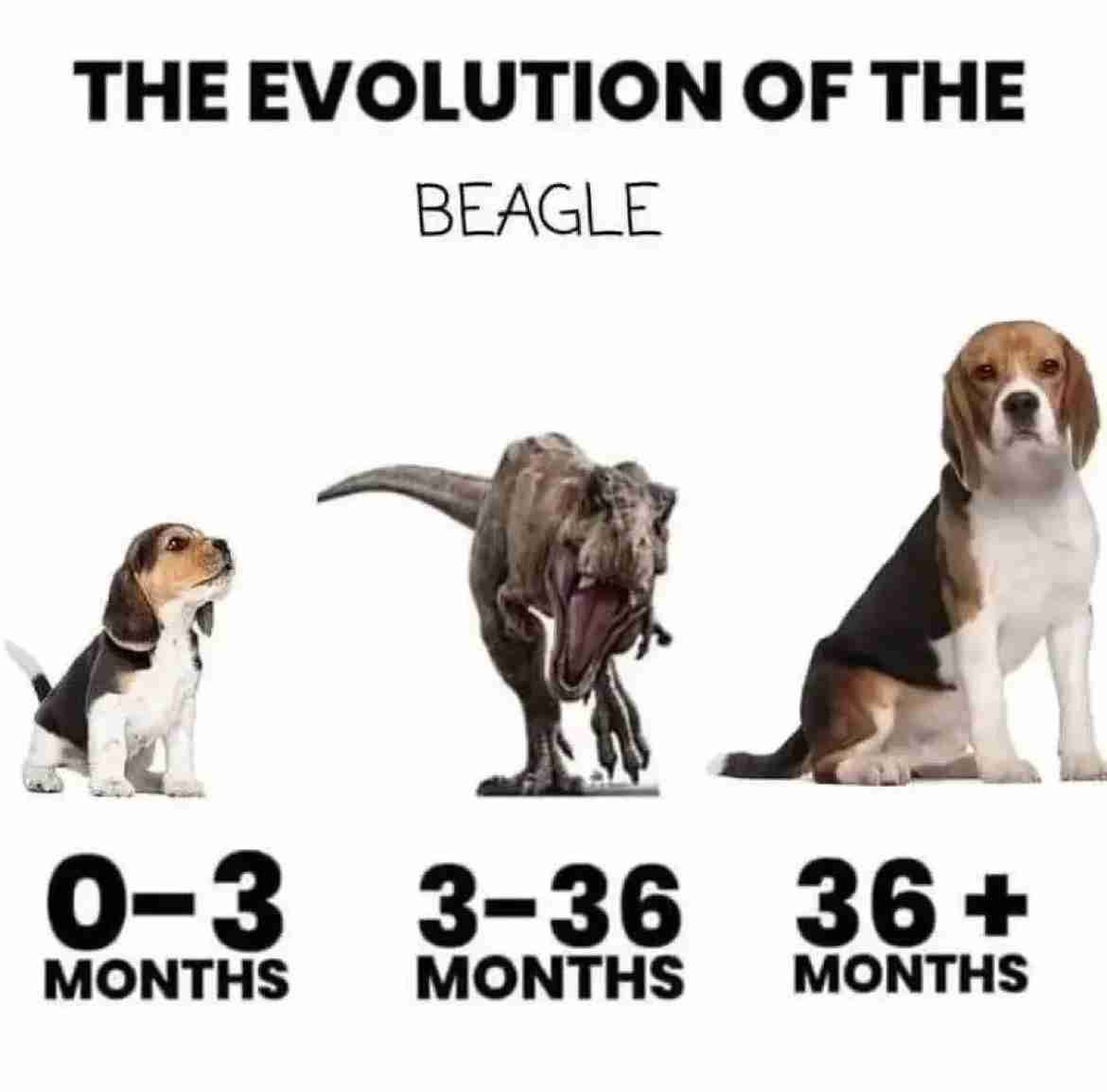 好きな犬種