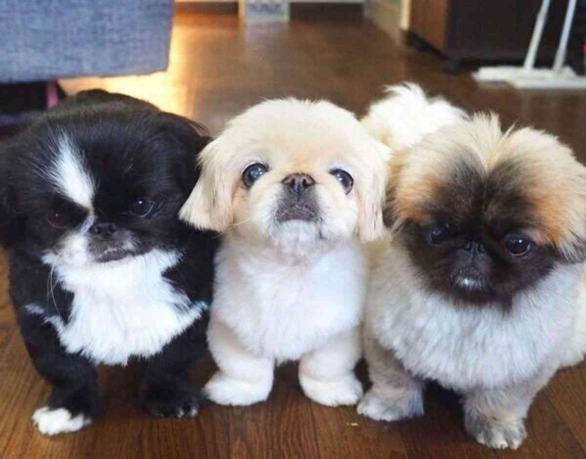 好きな犬種