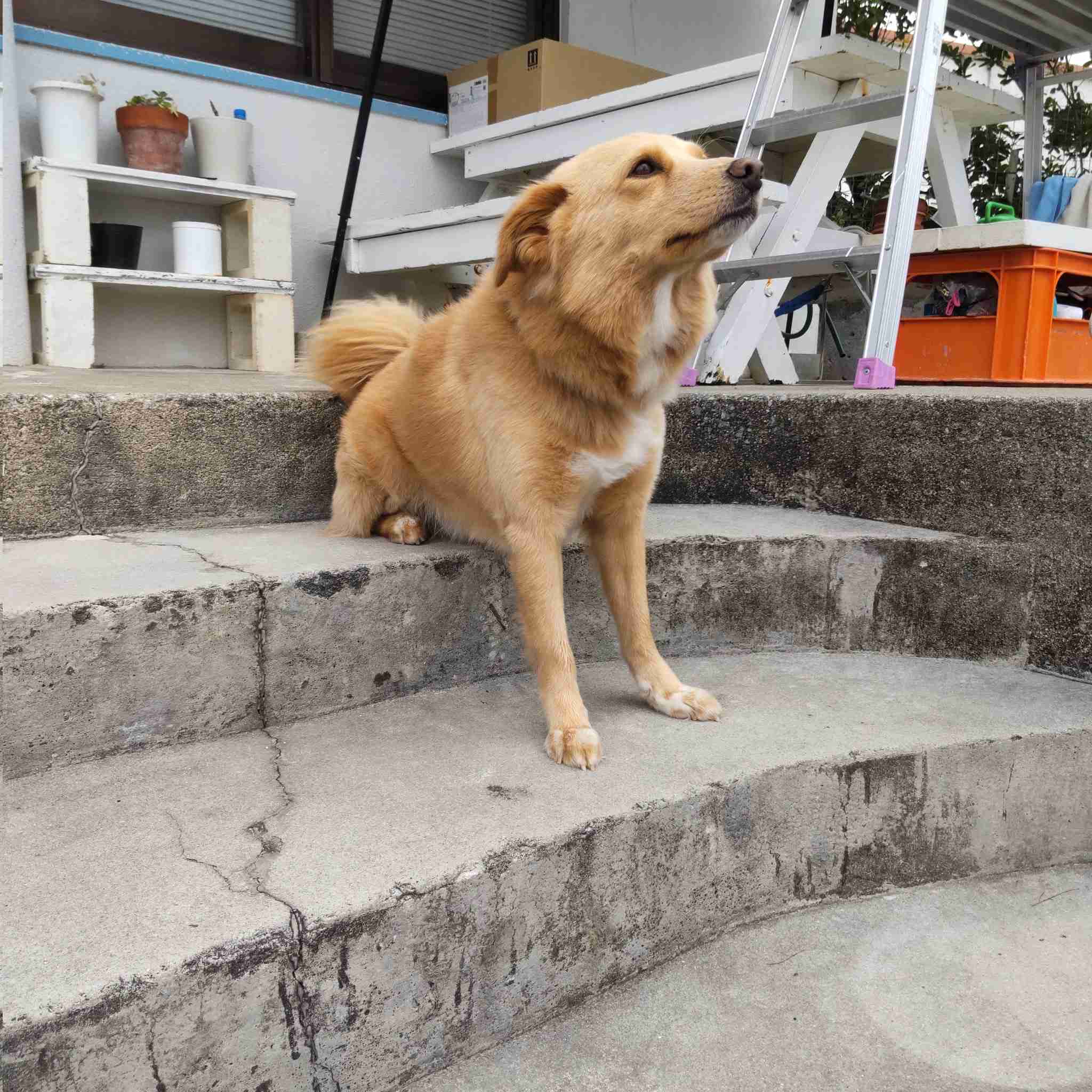好きな犬種
