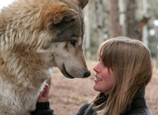 好きな犬種