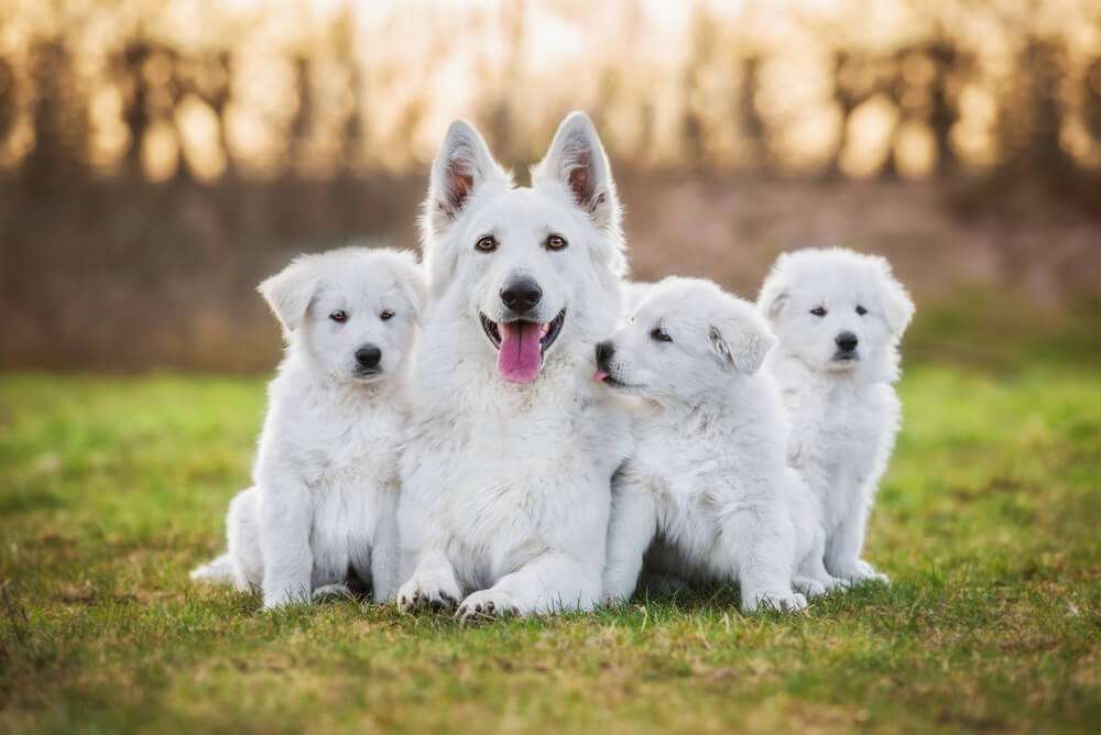 好きな犬種