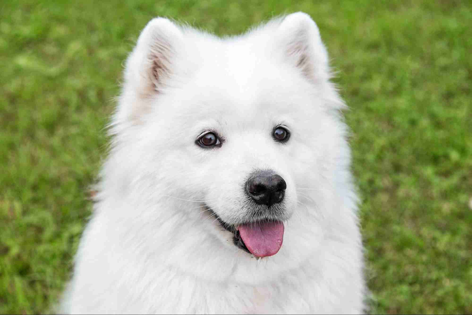 好きな犬種