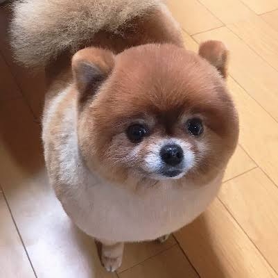好きな犬種