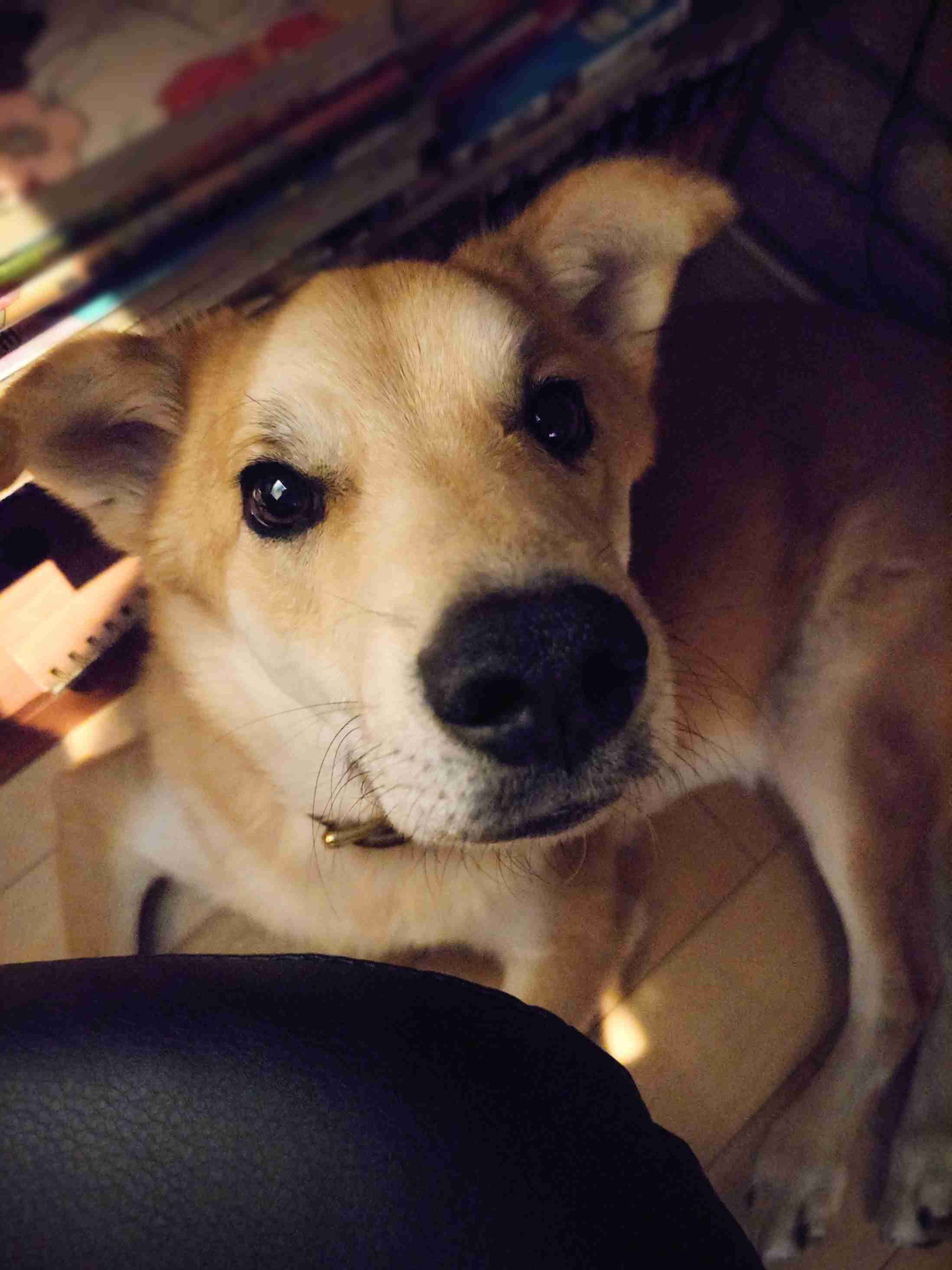 好きな犬種