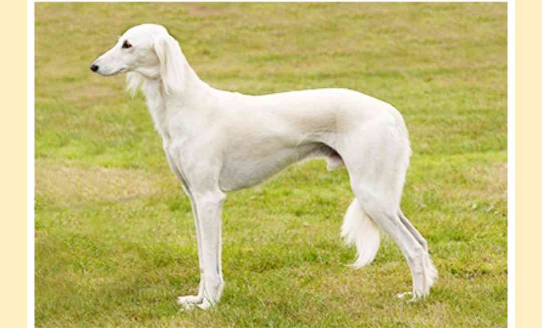 好きな犬種