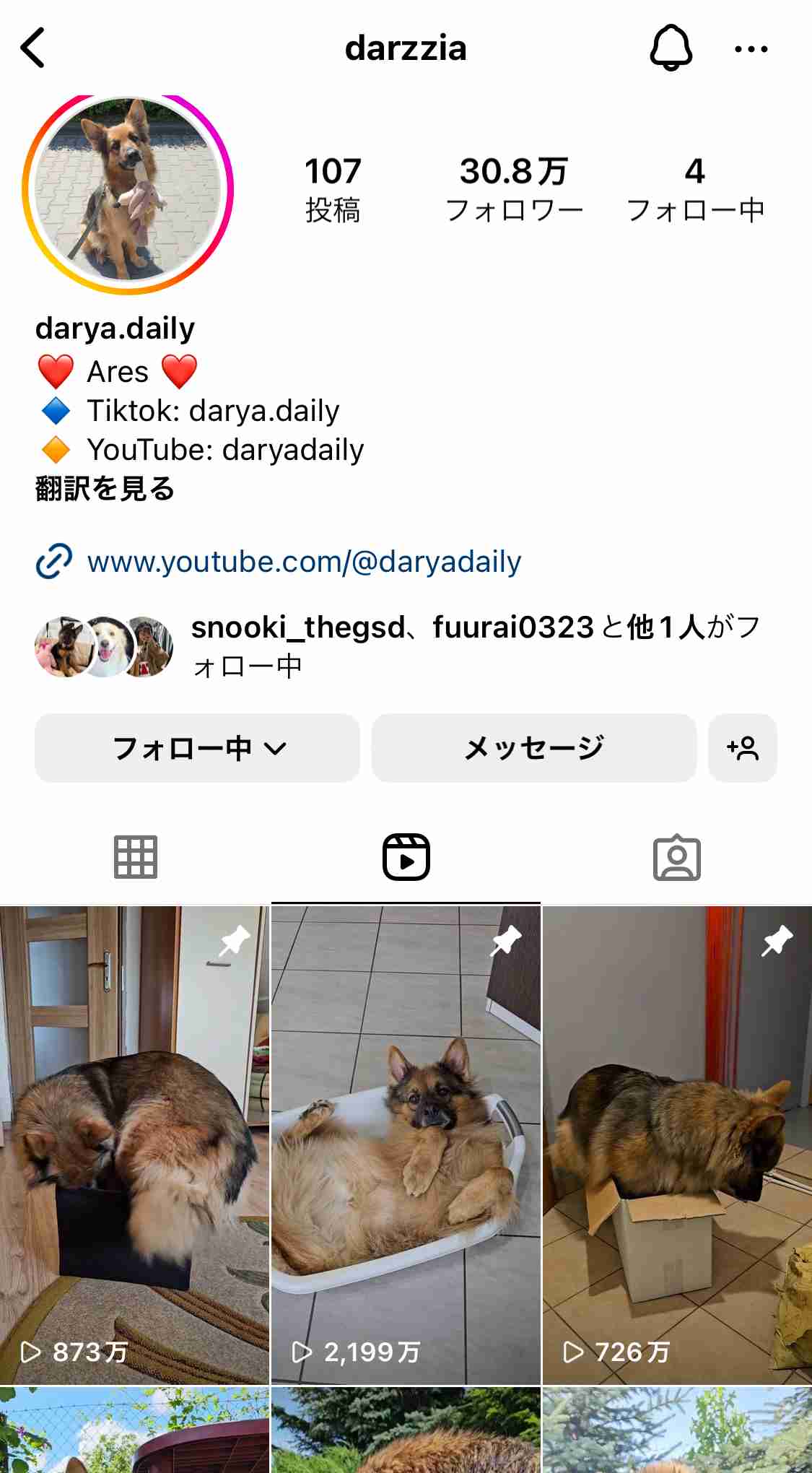 好きな犬種