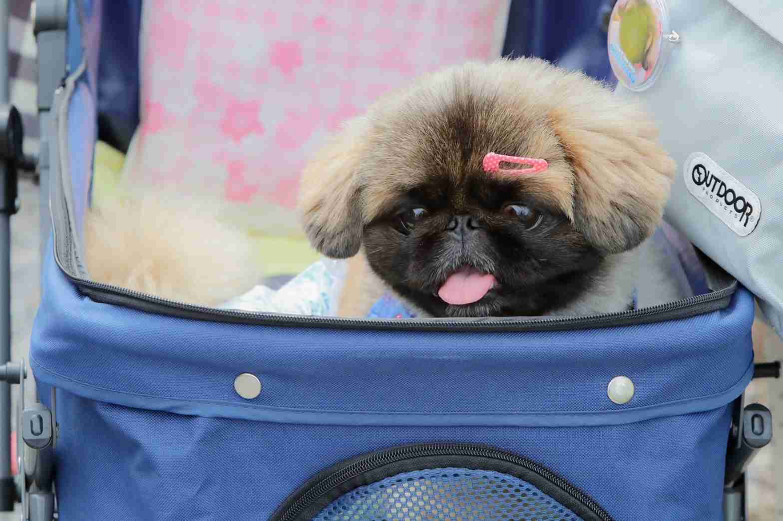 好きな犬種