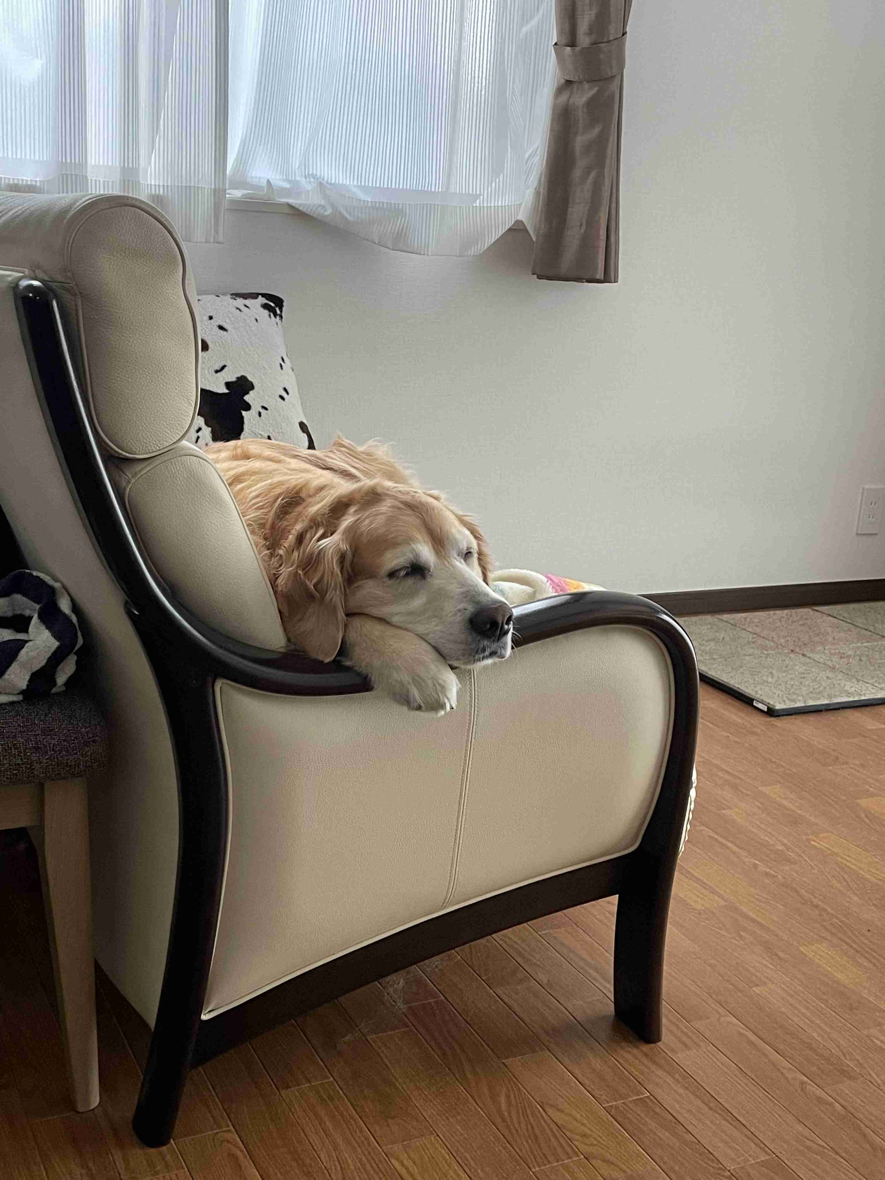 好きな犬種