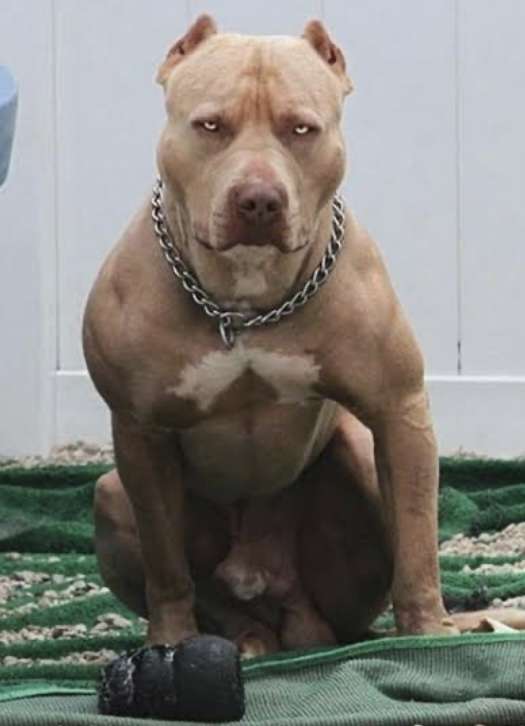 好きな犬種