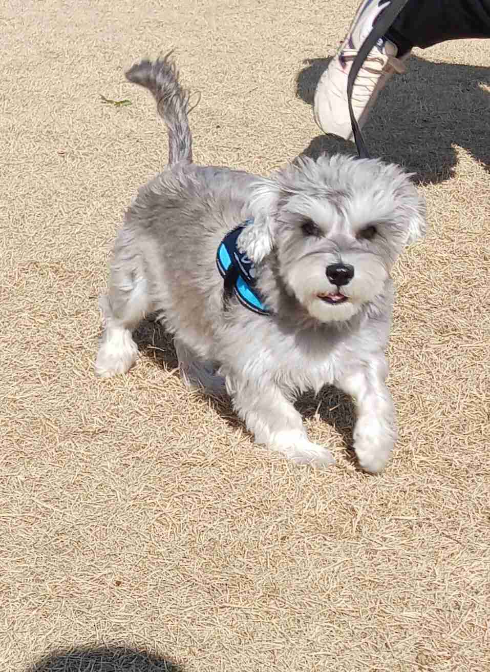 好きな犬種