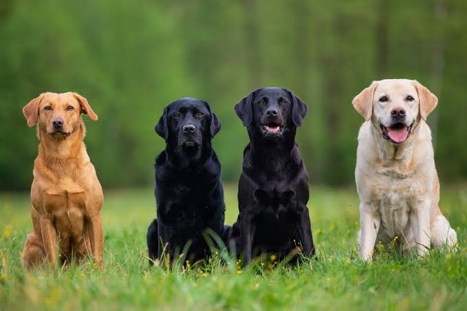 好きな犬種
