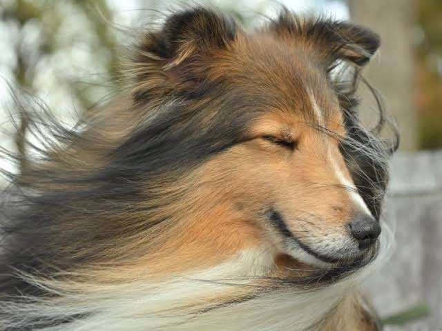 好きな犬種