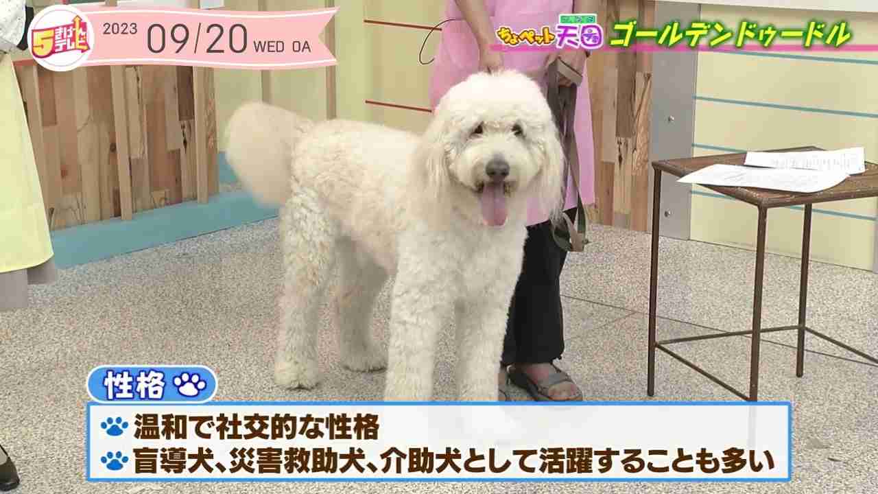 好きな犬種