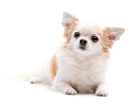 好きな犬種