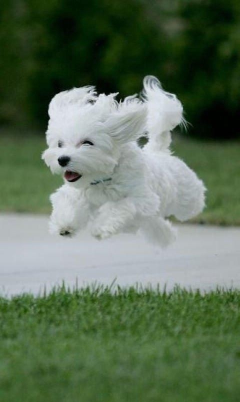 好きな犬種