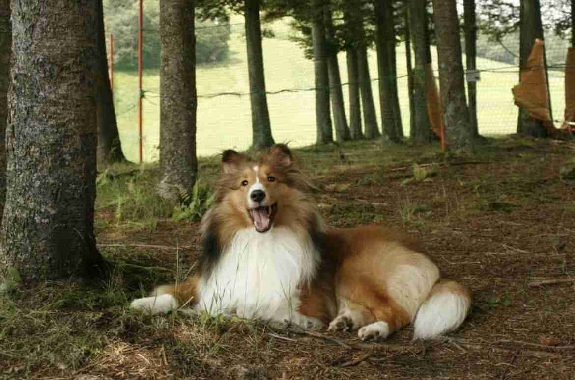 好きな犬種