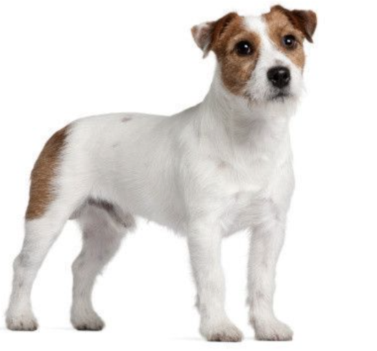 好きな犬種