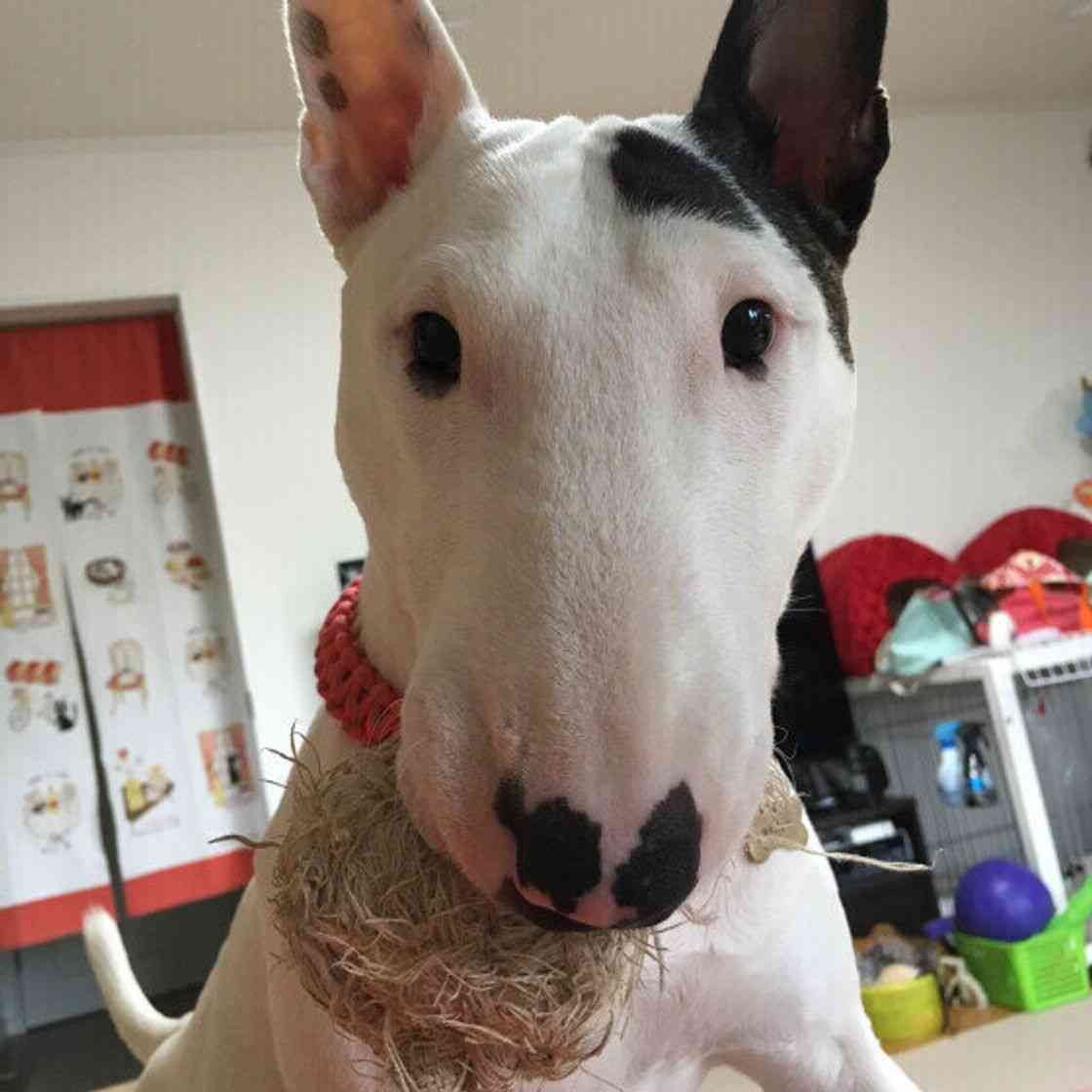 好きな犬種
