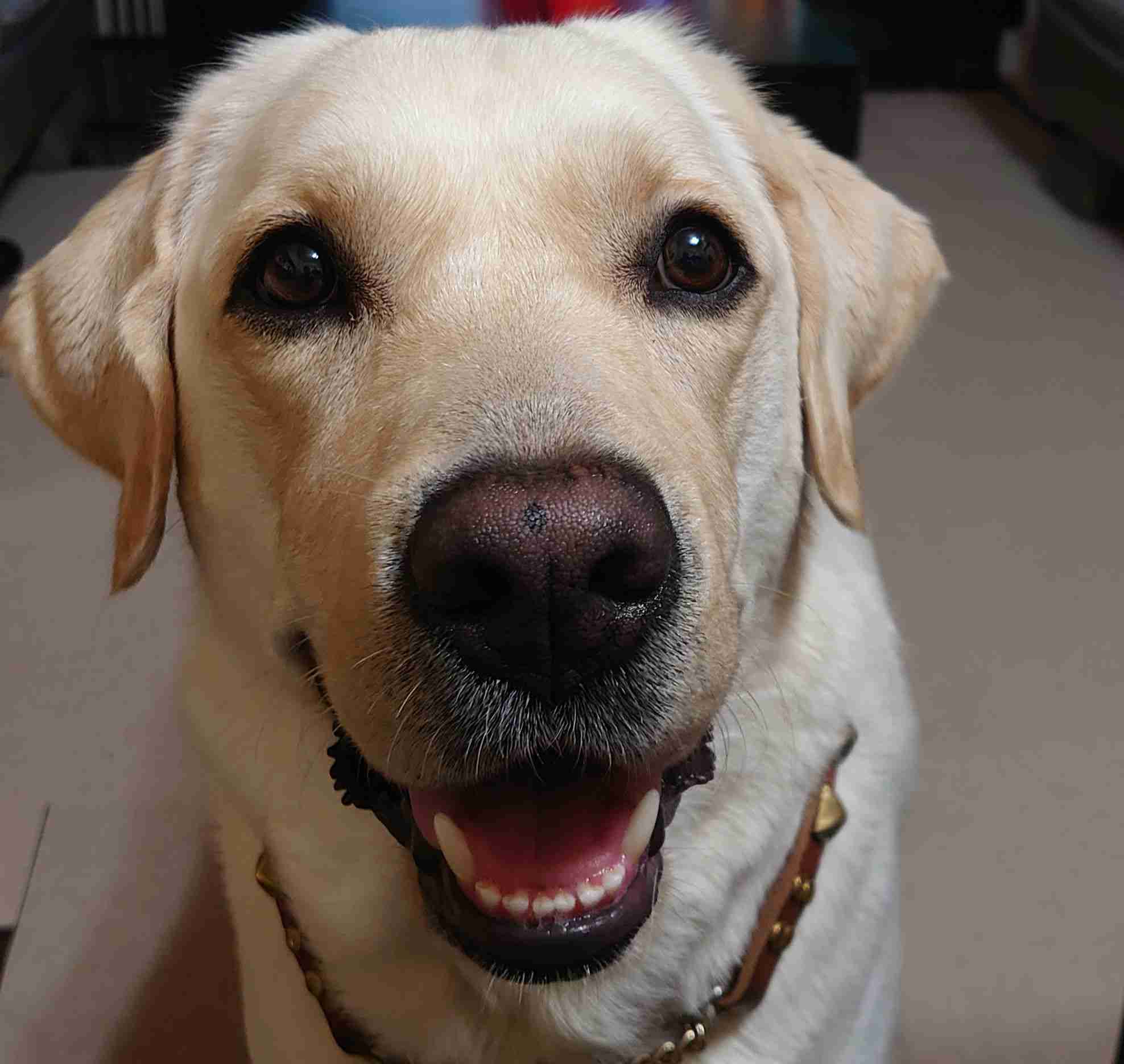 好きな犬種