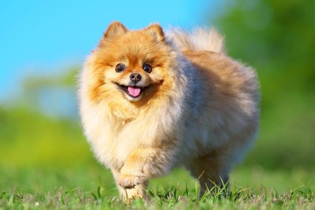 好きな犬種