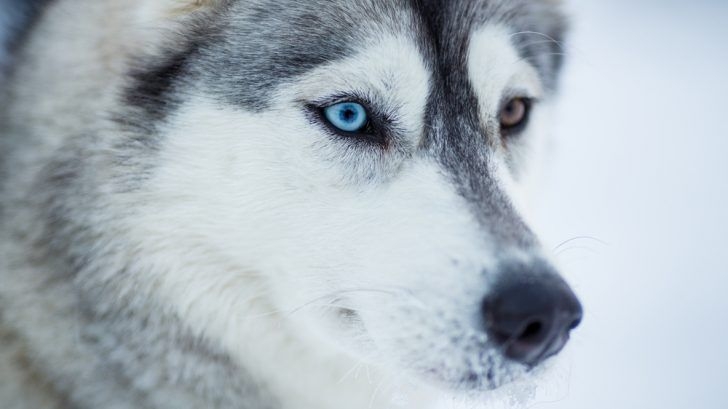 好きな犬種