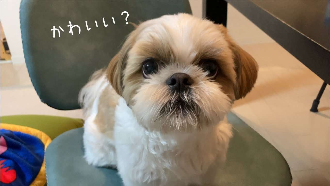 好きな犬種