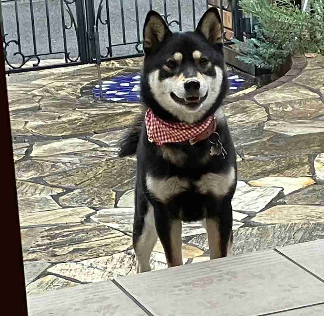 好きな犬種