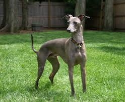 好きな犬種