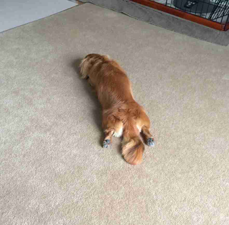 好きな犬種