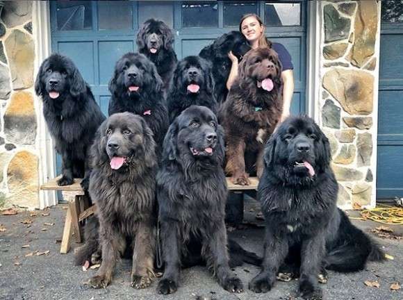 好きな犬種