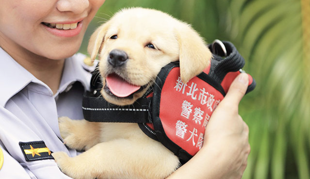 好きな犬種