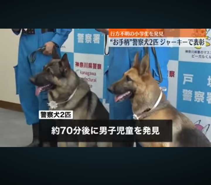 好きな犬種
