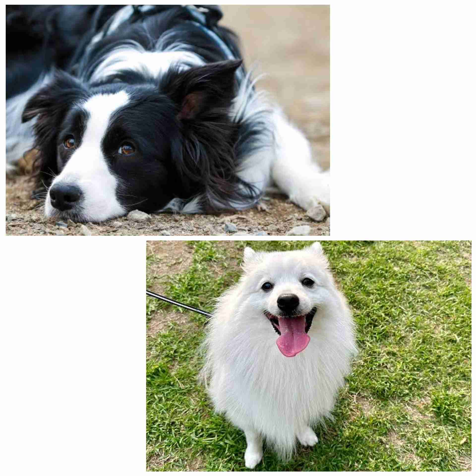 好きな犬種