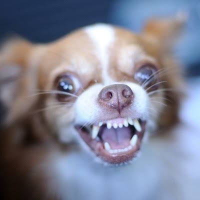 好きな犬種
