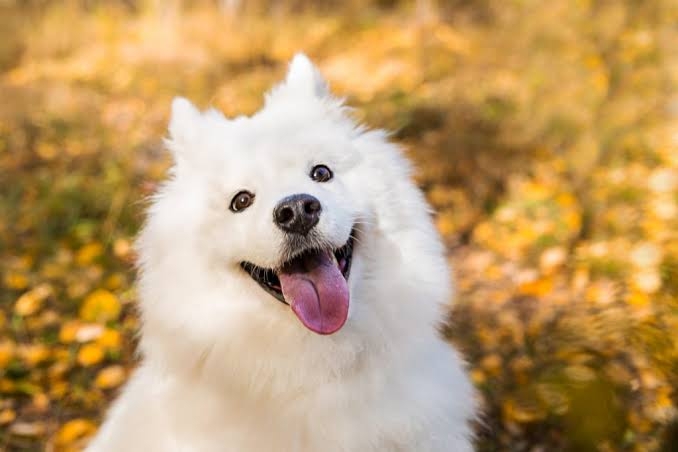 好きな犬種