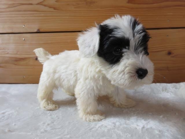 好きな犬種