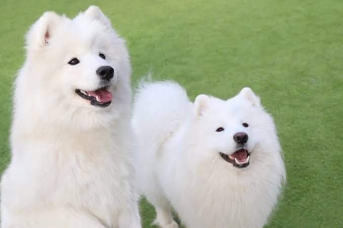 好きな犬種