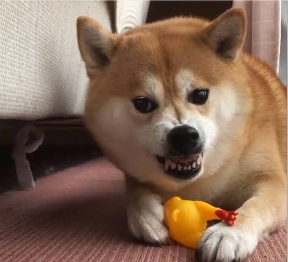 好きな犬種