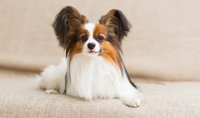 好きな犬種