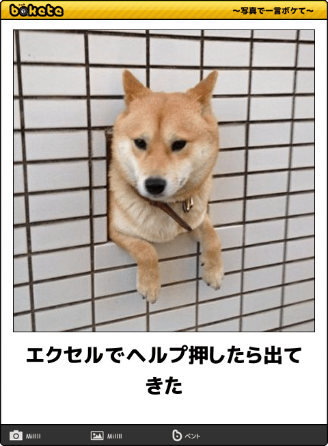 好きな犬種